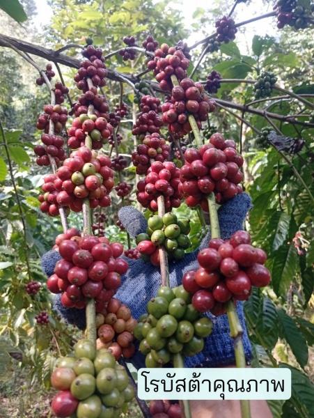 ยกระดับชุมพรสู่การเป็นมหานครโรบัสต้า