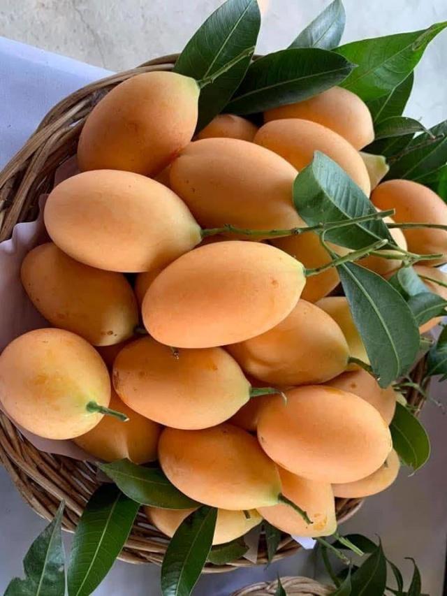 ชวนร่วมงานมะปรางหวาน มะยงชิด ม.นเรศวร