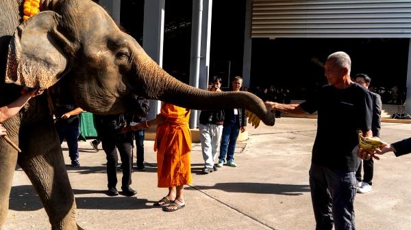 “ปางช้างลูกดก 11 เดือน คลอดแล้ว 9 เชือก ”