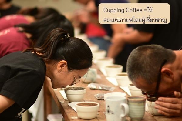 ยกคุณภาพอัปราคากาแฟอนุรักษ์ป่าลุ่มแม่กวง