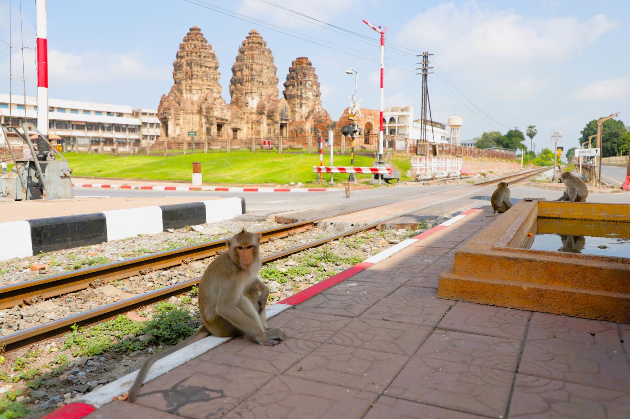 ลพบุรีสำรวจความเห็นชาวบ้านให้ลิงอยู่ยังไง