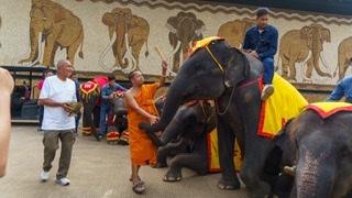 สวนนงนุชพัทยาทำคลอดลูกช้าง “พลายศรีวิชัย”